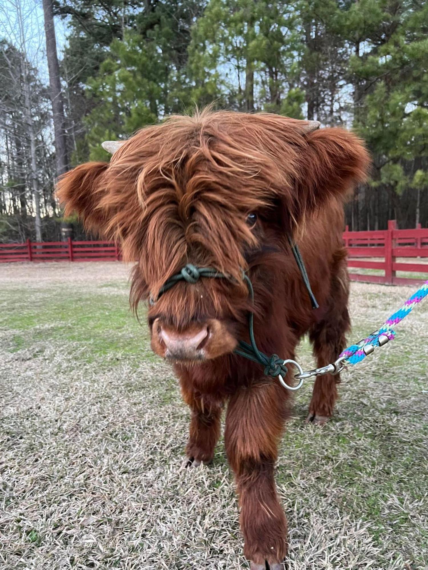 مبيت وإفطار Washington Coulter Farmstead الغرفة الصورة